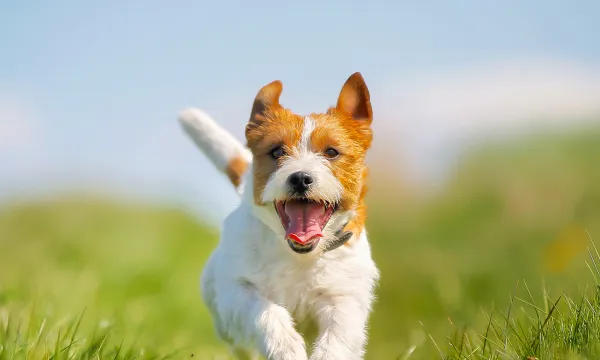 Semester även för hunden