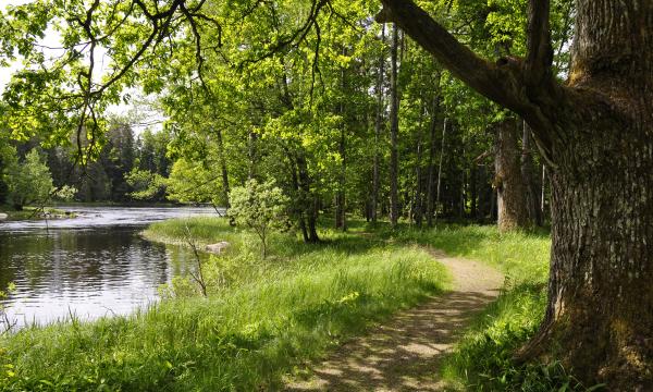 Skogsstig vid campingplats i Sverige